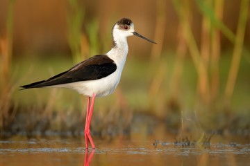 Black-winged Stilt - Himantopus himantopusBlack-winged Stilt - Himantopus himantopus walking in the water and feeding