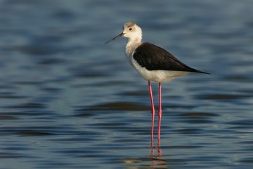 Black-winged Stilt - Himantopus himantopus