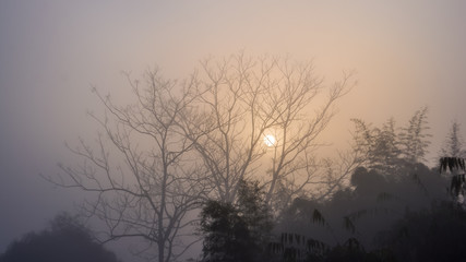 Fototapeta na wymiar forest among mist