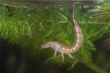 Great Diving Beetle nymph - Dytiscus marginalis nymph under water