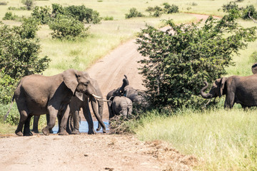 Elephant Herd blocking Road