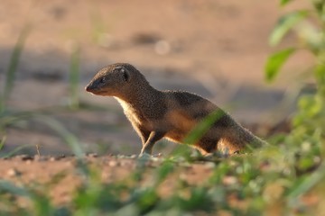 Indian Mongoose - Herpestes auropunctatus - Island Korcula, Croatia