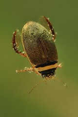 Diving beetle (Graphoderus cinereus) swimming under water. Little water beetle with black and orange head captured under water with bubbles around the head.