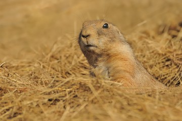Black-tailed Prairie Dog - Cynomys ludovicianus - watching out of the hole