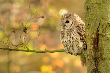 Tawny Owl (Strix aluco) sitting on the branch in autumn