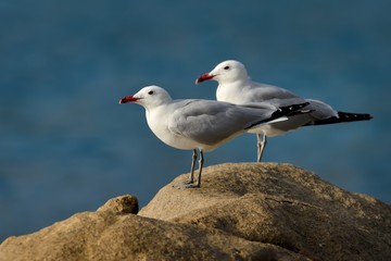 Audouin's Gull - Ichthyaetus audouinii captured on the cliff in Corse