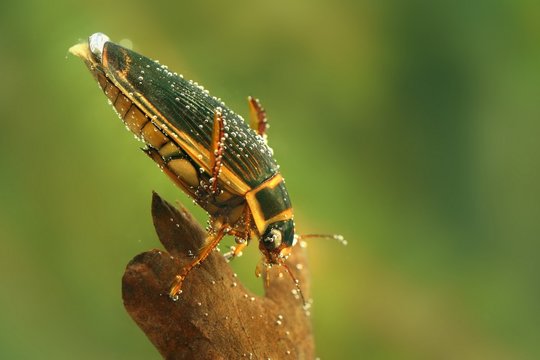 The Great diving Beetle - Dytiscus marginalis - under water hunting
