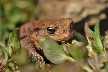 European Toad - Bufo bufo near the water during spring