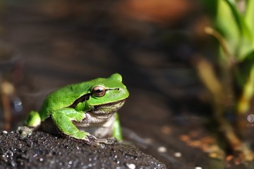 European Treefrog - Hyla arborea in the small pond