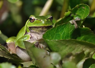 European Treefrog - Hyla arborea in the small pond