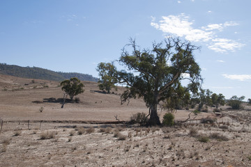 Quorn South Australia, Eucalyptus tree with bare paddock in background © KarinD