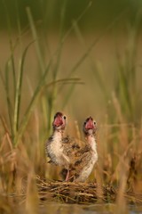 Whiskered Tern (Chlidonias hybrida) youngsters in the wetland screaming to get a food