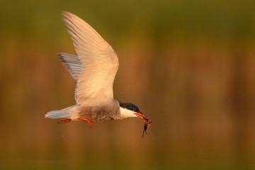 Whiskered Tern (Chlidonias hybrida) captured in flight with hunted frog