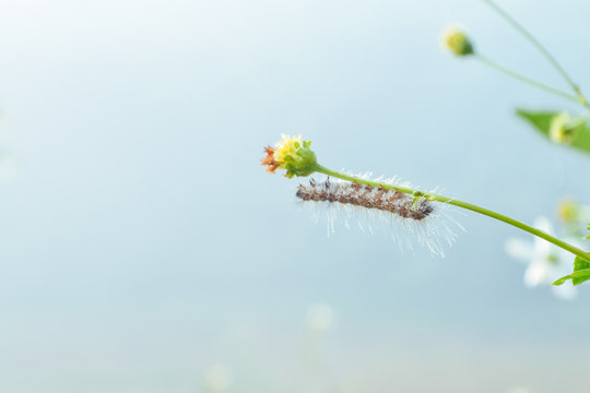 Worm and flowers with water drops i