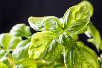Fresh basil on a dark background. Green basil. Green basil on a dark background. Food background.