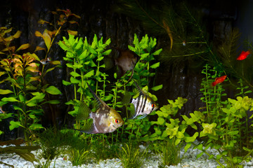angelfish pterophyllum scalare aquarium fish
