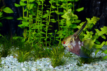 angelfish pterophyllum scalare aquarium fish