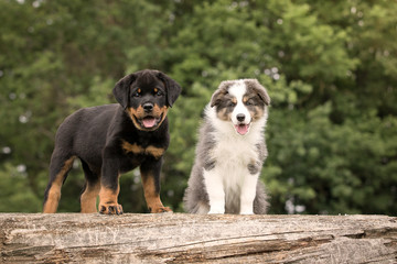 Border Collie Welpe und Rottweiler Welpe