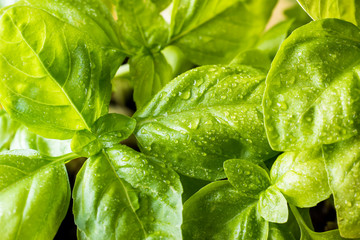 Fresh basil on a dark background. Green basil. Green basil on a dark background. Food background.