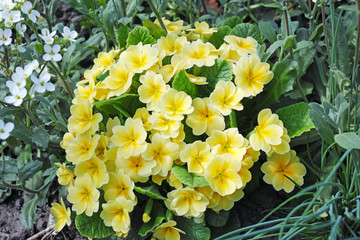 Pale yellow Primula