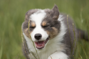 Border Collie Welpe läuft durch das Gras