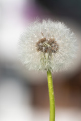 Isolated blowball of a dandelion in the garden 