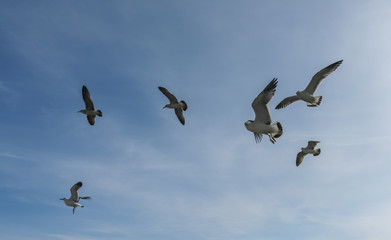 Flying seagulls over blue sky.