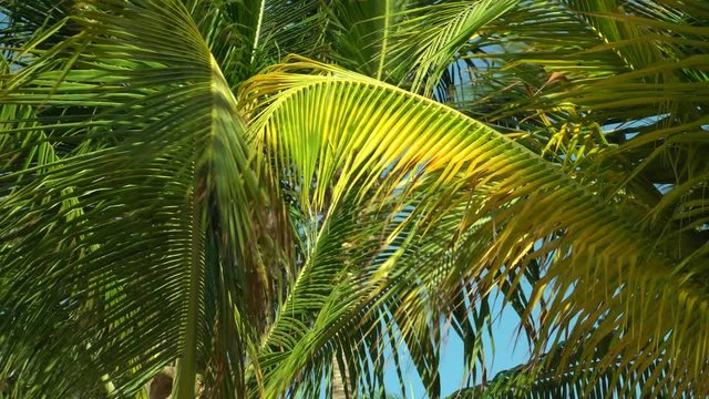 Leaves of coconut palms fluttering in the wind against blue sky. Bottom view. Bright sunny day. Riviera Maya Mexico.