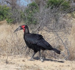 Ground Hornbill Suth Africa