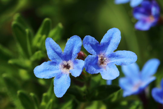 Little blue flowers from Lithodora diffusa ‘Heavenly Blue’ at close quarters