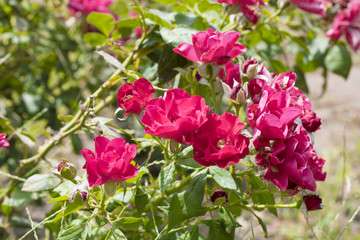 Red rose flower and leaf