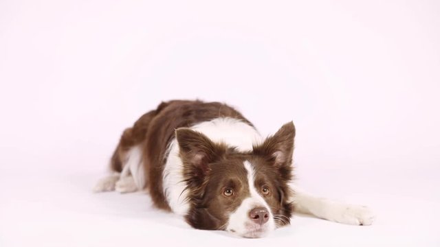 Portrait of Collie border dog, three years old