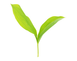 Leaves of the lily of the valley on a white background