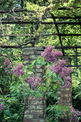 Blooming beautiful lilac trees in the Park Natural background