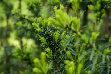 Flowering young coniferous trees in the spring in the forest. Selective focus