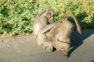 Relaxed while being cleaned baboon