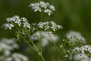 White blooming flower in a uncutted high meadow in spring