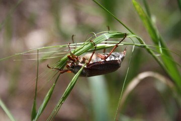 Brown beetle