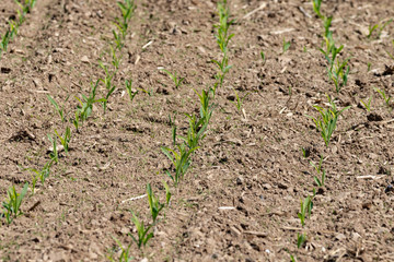 Rows of small cornplants on the field 