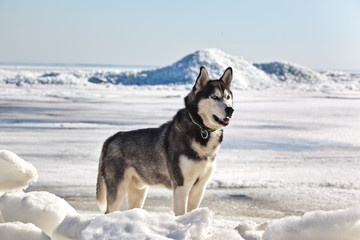 Dog breed Siberian Husky standing on ice hummocks on baltic sea