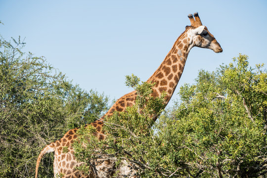 Giraffe in all its glory