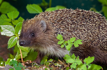 Adult hedgehog in the thickets of various plants. Selective focus.