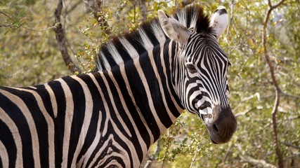 Zebra staring into the distance