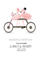 Fototapeta na wymiar Bicycle a loving couple of funny flamingos are kissing in swing. The concept of love. Wedding invitation
