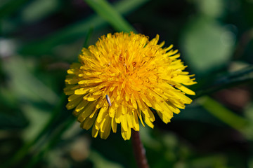 Yellow blossom of a dandelion in spring