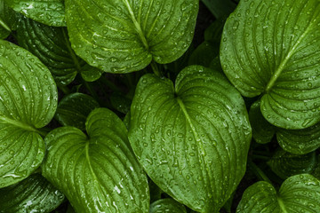 The texture of the hosta leaves in the drops after the rain.