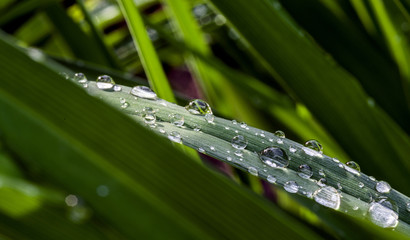 Drops of pure water on a leaf of a plant illuminated by the sun. Selective focus.