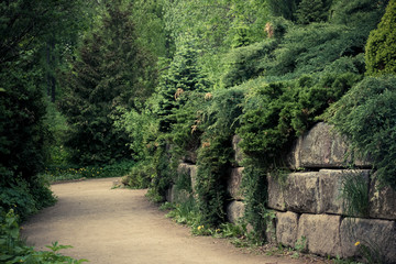 Naklejka premium Path in the Park area. Flowering young coniferous trees in the spring in the forest.