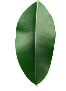 Ficus Leaf Close-up On A White Background