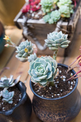 Closeup of succulent plants